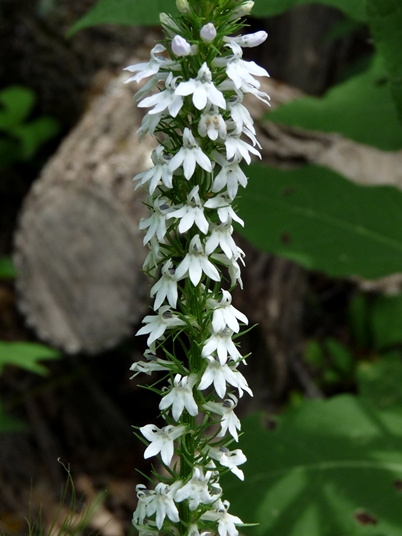 {Lobelia spicata}